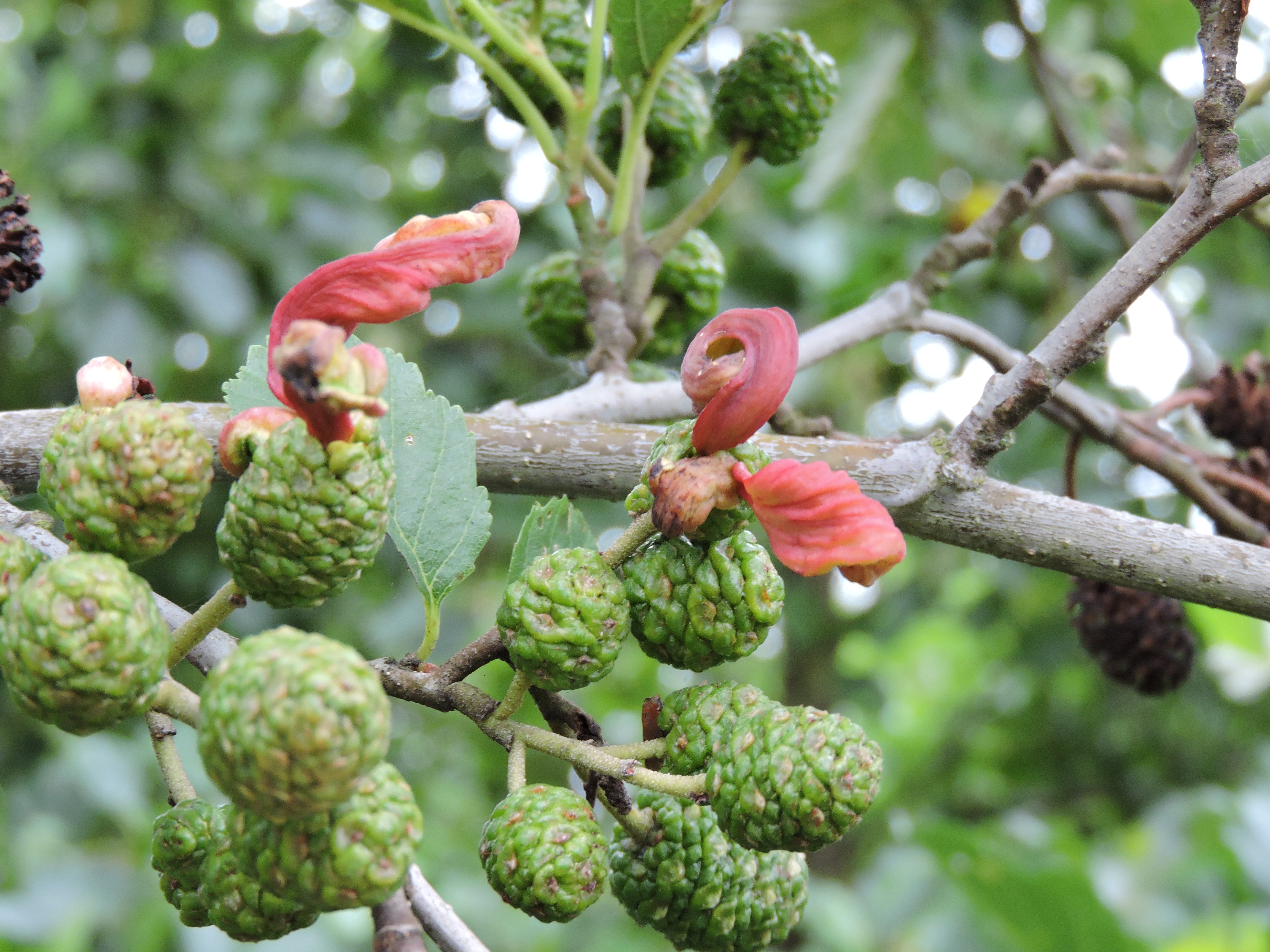 Multiple galls emerging from a cone