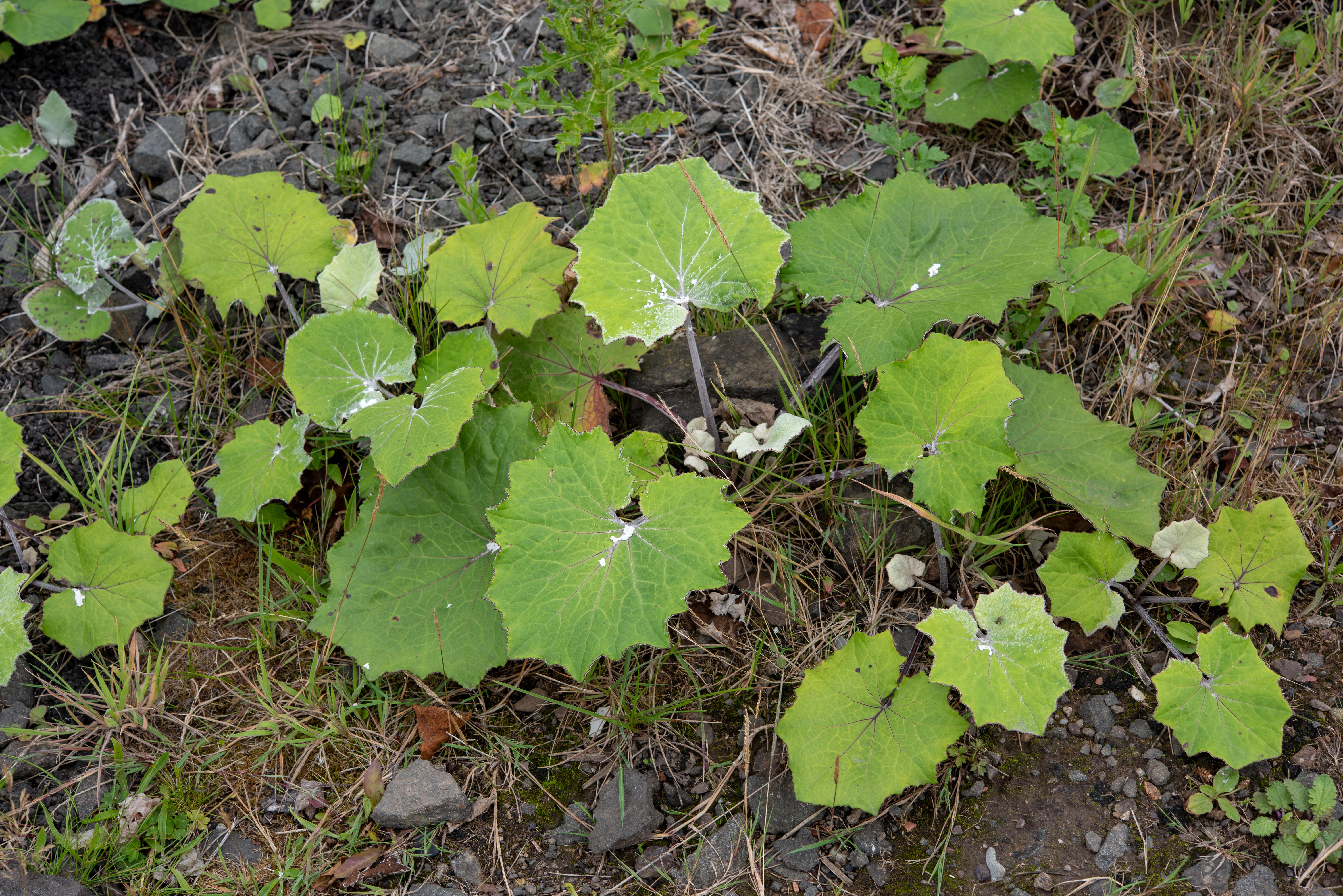 Triangular green leaves seen from above