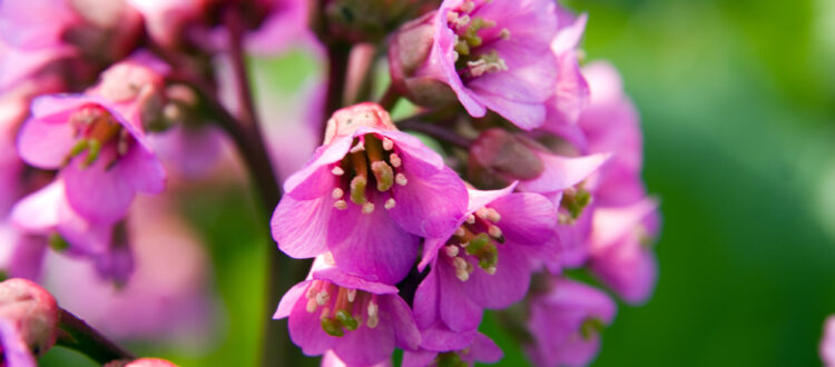 Bergenia cordifolia 'Eden's Dark Margin'.