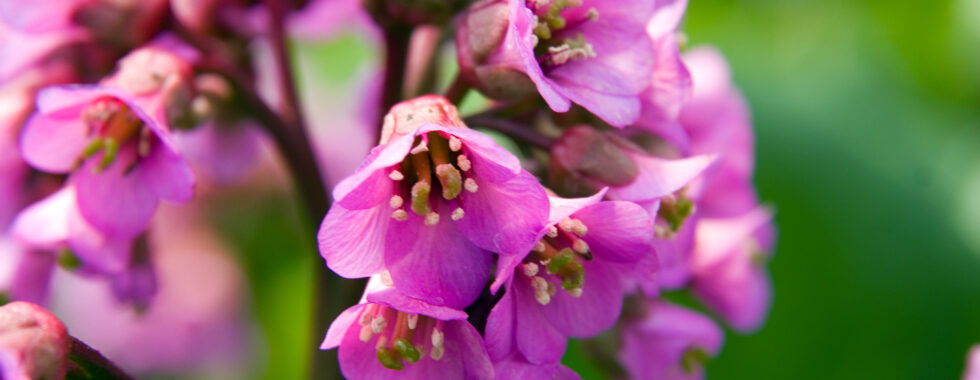 Bergenia cordifolia 'Eden's Dark Margin'.