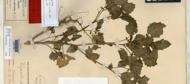 Physalis subulata