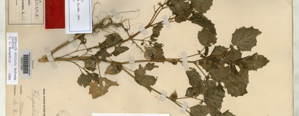 Physalis subulata